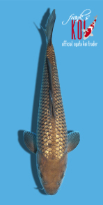 37